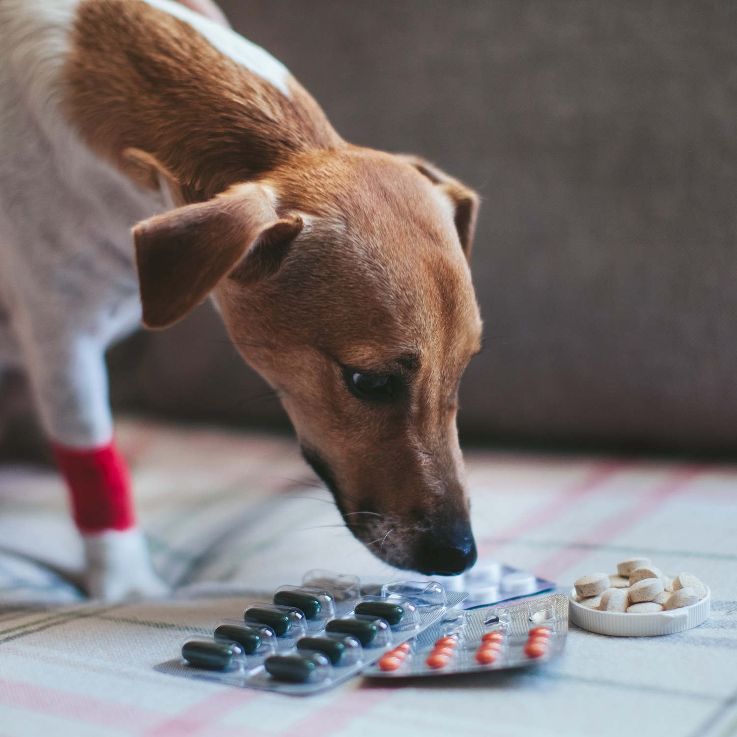 Pharmacy - Dog with Medications