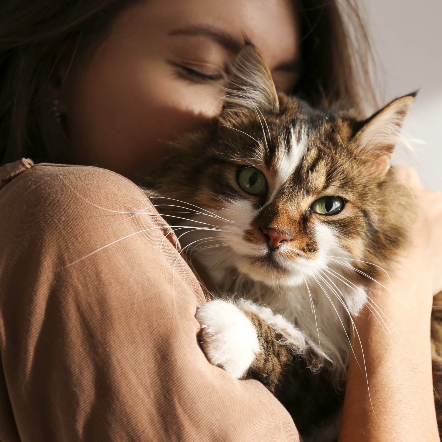 Owner cuddling with cat